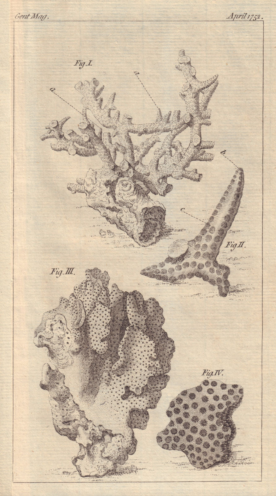 Four Species of Coralloids. Coral. GENTS MAG 1752 old antique print picture
